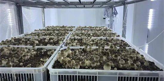 草菇工厂化三次发酵技术突破与废水治理新策略